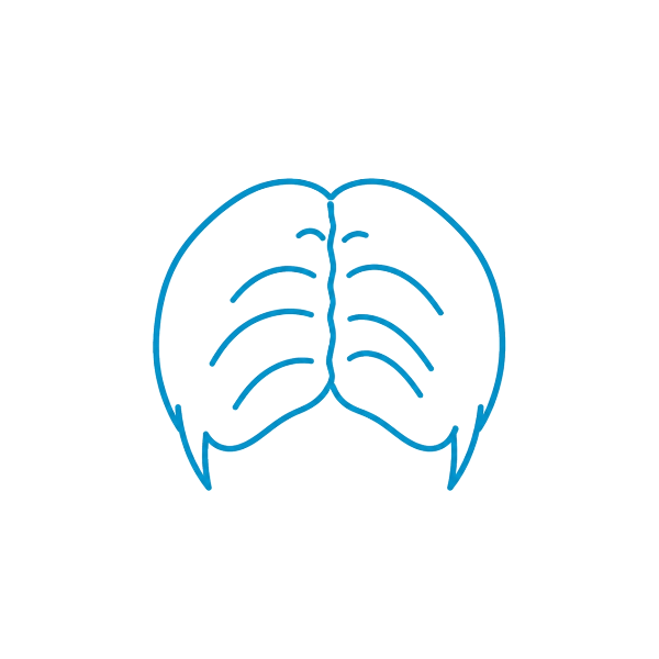 分け目